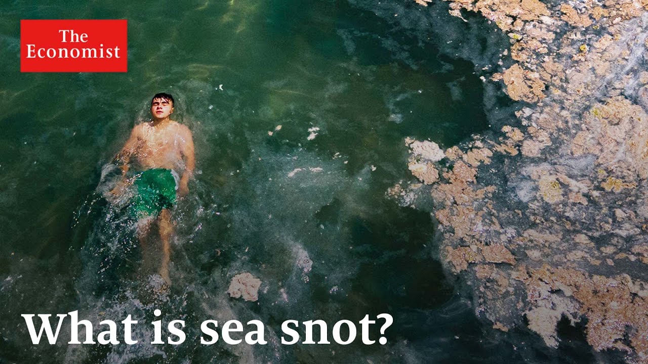 image 0 Dead Zones: How Chemical Pollution Is Suffocating The Sea : The Economist
