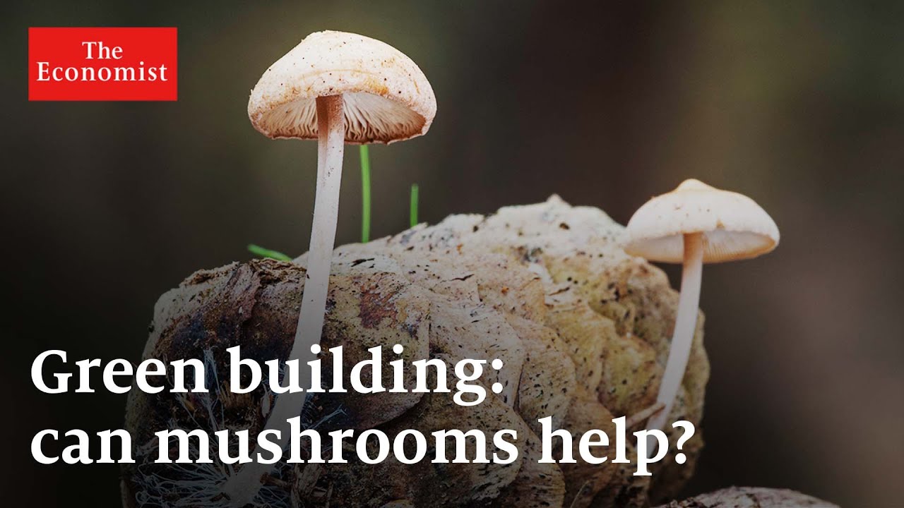 image 0 Green Building: Can Mushrooms Help? : The Economist