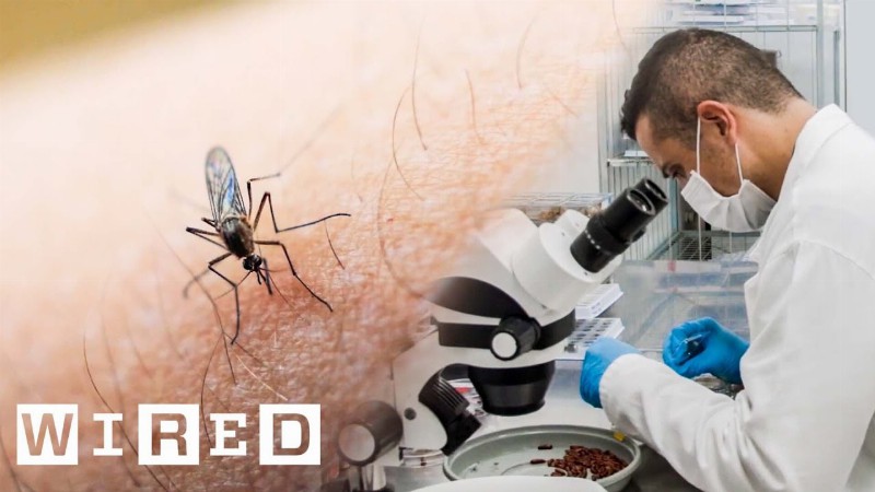 The Science Behind Genetically Modified Mosquitoes : Wired