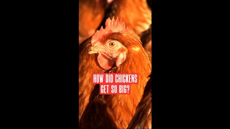 Why Did The Chicken…get So Big? #facts #food #shorts